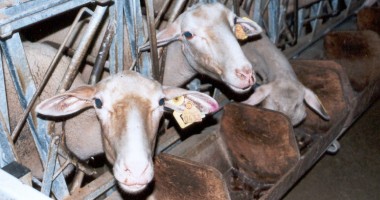 Our sheep