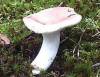 Numerous mushrooms
