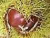 Sweet chestnuts