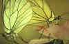 Brimstone