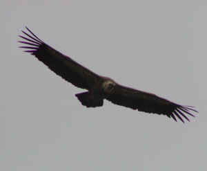 Vultures at the " Belved�re le Truel"