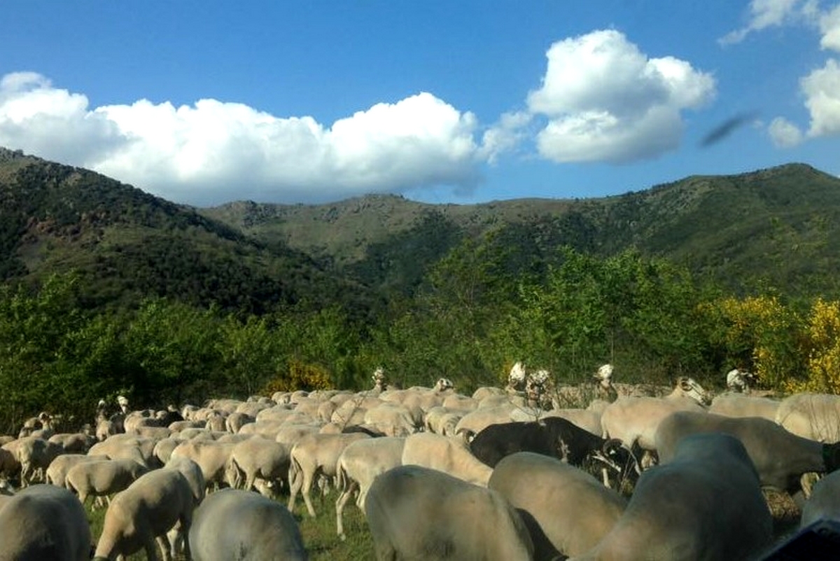 Moutons Mont Aigoual