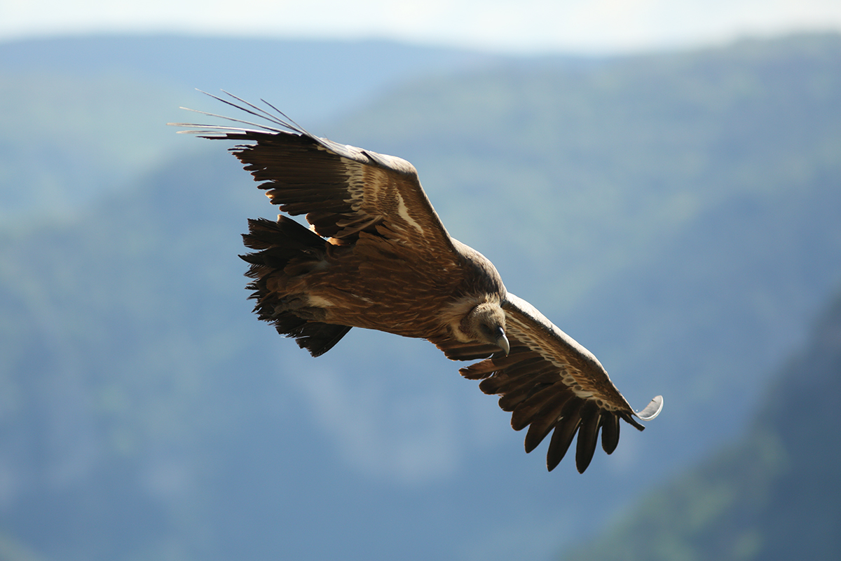 Vautour fauve