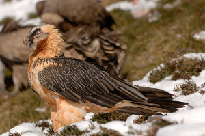  gypaètes barbus (Gypaetus barbatus)