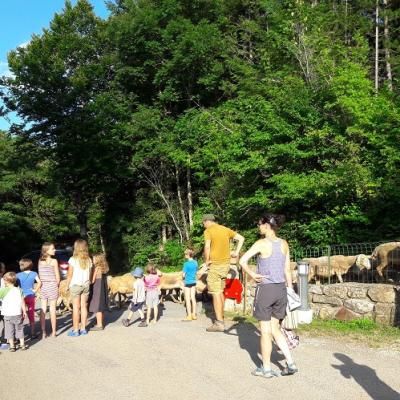 Moutons Camping La Cascade Lozere