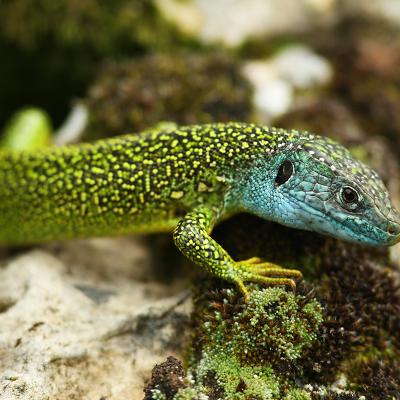 Lézard Vert Occidental