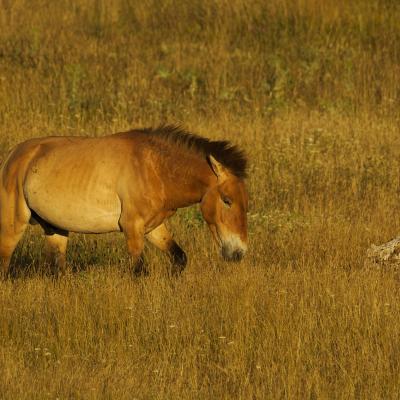 Cheval Prewalski Camping La Cascade